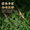 沈之问当季人参花长白山足年人参花茶干货新鲜大花蕾正品泡水泡茶
