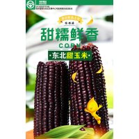 黑糯玉米[180g*6支 ]绿色认证真空包装 非冻半熟玉米棒 代餐早餐健康主食杂粮