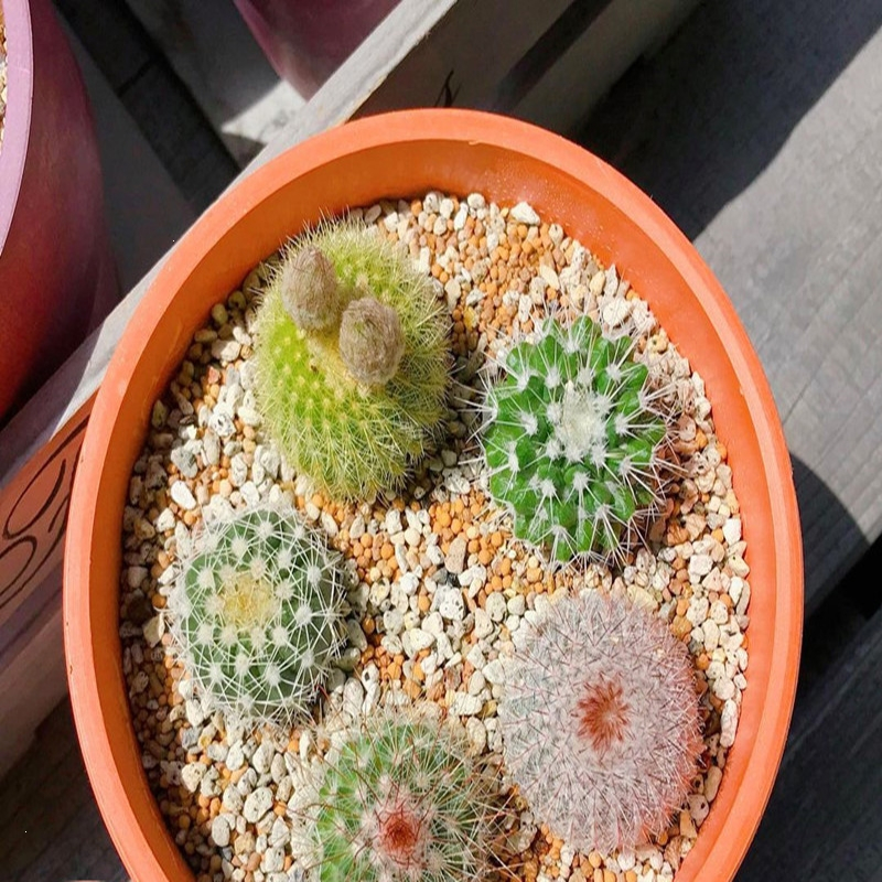 回固仙人球实生组合套餐多肉植物盆栽室内仙人掌开花花卉大颗新手肉肉报价 参数 图片 视频 怎么样 问答 苏宁易购