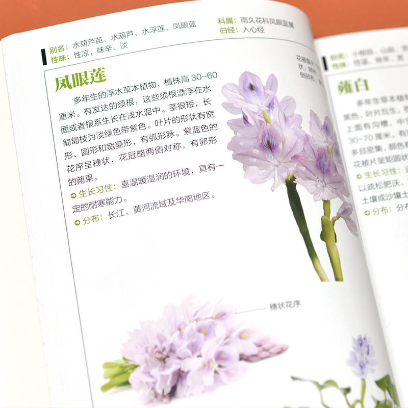 [正版]野花图鉴野花图鉴野花的基本知识从生活形态植物形态别名图片介绍野花的外形及特点从根本上认识野花自然科普图鉴百科书籍高清大图