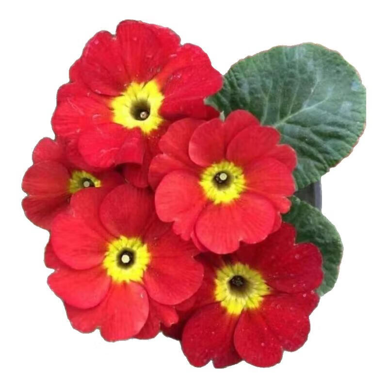 欧洲报春花株高10-20cm,冠幅20-30cm高清大图