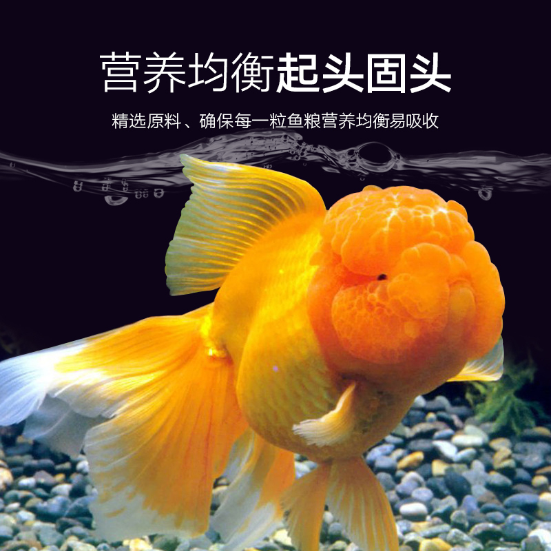 兰寿金鱼专用饲料下沉高蛋白发头泰狮沉底鱼饲料小颗粒鱼食不浑水高清大图