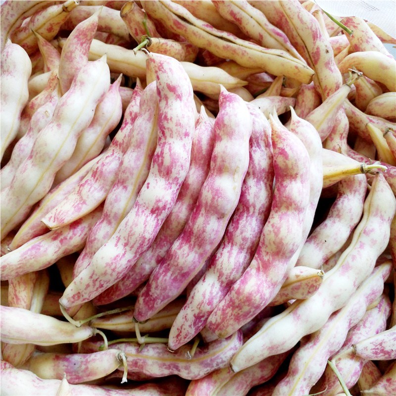 东北特产油豆角黄金勾钩黄豆角沟挤豆八月忙新鲜蔬菜黄金钩豆角报价 参数 图片 视频 怎么样 问答 苏宁易购