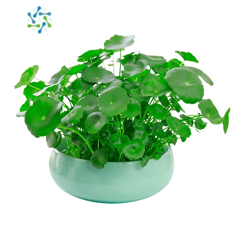 三维工匠铜钱草水培植物室内盆栽客厅办公桌面金钱草水养