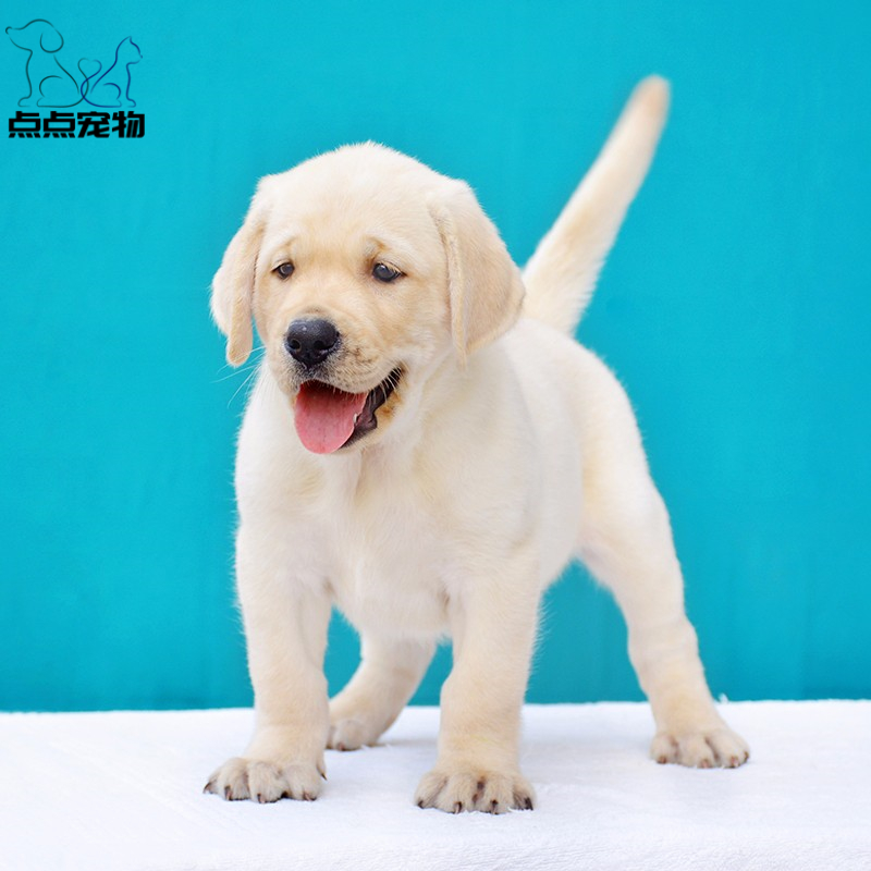 [点点宠物]宠物狗狗纯种拉布拉多犬幼犬 血统级拉布拉多 短毛家养健康宠物狗 高智商导盲犬黄色奶白色黑色可视频挑选高清大图