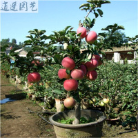 苹果树苗南方北方种植红心黄元帅烟富8号苹果苗盆栽苹果树苗十年苗备注品种51cm(含)-80cm(含)