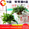 绿萝常青藤植物新内办公室吸烟去除甲醛净化空气花卉盆栽绿植