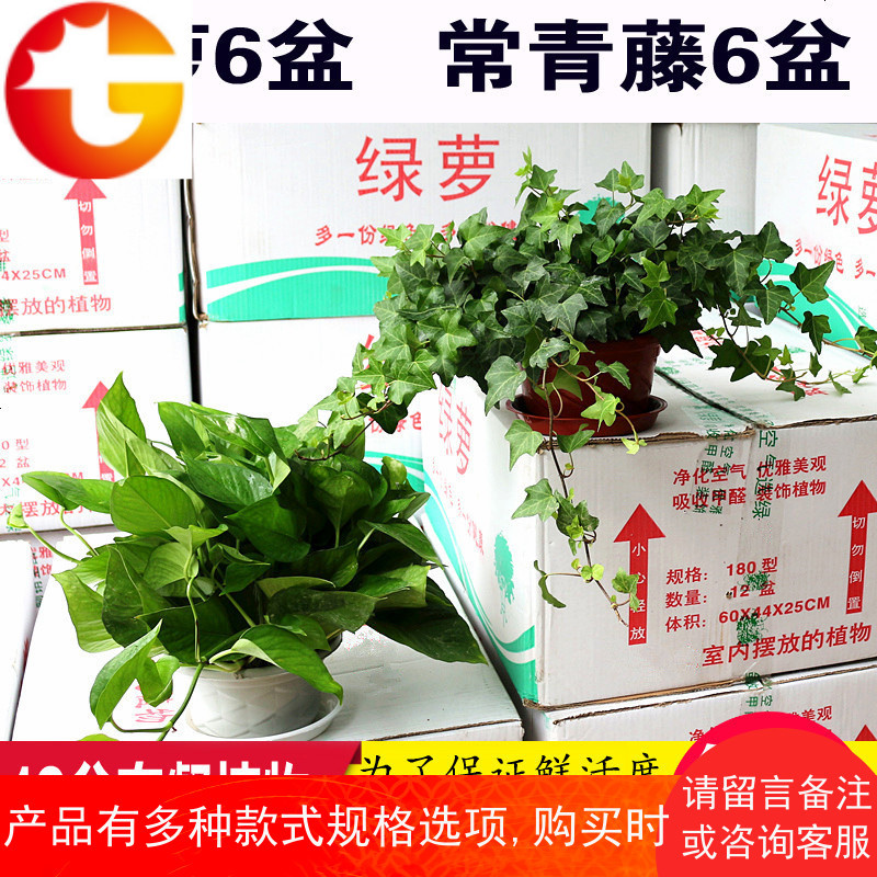 绿萝常青藤植物新内办公室吸烟去除甲醛净化空气花卉盆栽绿植