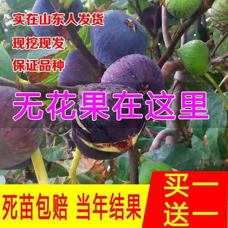 无花果树苗 耐寒地栽大盆栽阳台矮化波姬红当年结果南北方种植|玛斯义陶芬 当年结果苗[一棵装]