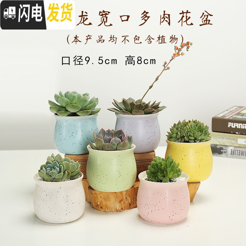 三维工匠多肉花盆陶瓷创意个性粗陶肉肉植物盆器大口径小花盆 双色拇指盆(6个) 中小花盆容器