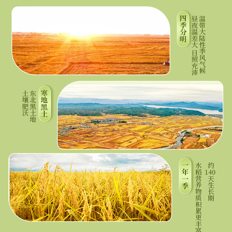 十月稻田 2025年新米 胚芽米 3斤 东北大米 杂粮伴侣 粥米高清大图