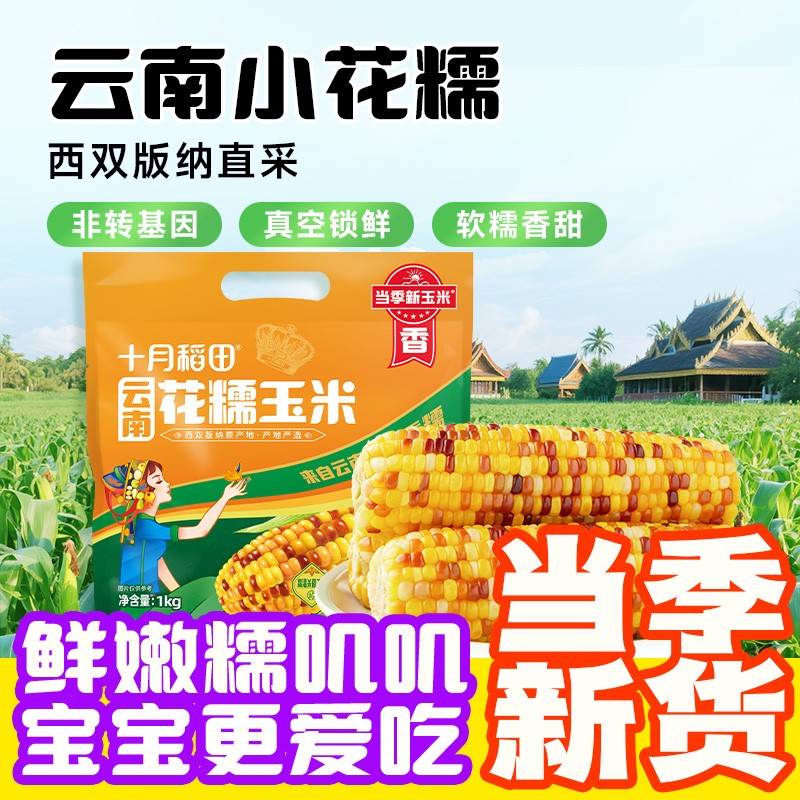 十月稻田云南花糯玉米1kg(约5‑7根)西双版纳花糯小玉米真空软糯香甜早餐粗粮高清大图