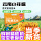 十月稻田云南花糯玉米1kg(约5‑7根)西双版纳花糯小玉米真空软糯香甜早餐粗粮