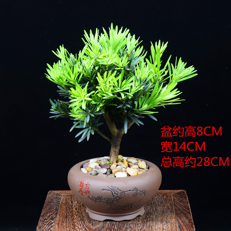 古达罗汉松盆景室内盆栽植物好养客厅办公室桌面绿植四季常青净化空气5年罗汉松 鸟语花香紫砂盆带盆栽好报价 参数 图片 视频 怎么样 问答 苏宁易购