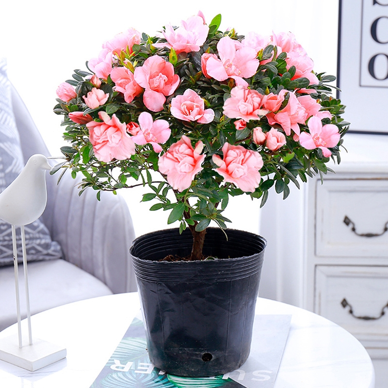 杜鹃花盆栽花卉植物室内四季开花鲜花带花苞弹痕树苗阳台绿植好养易活
