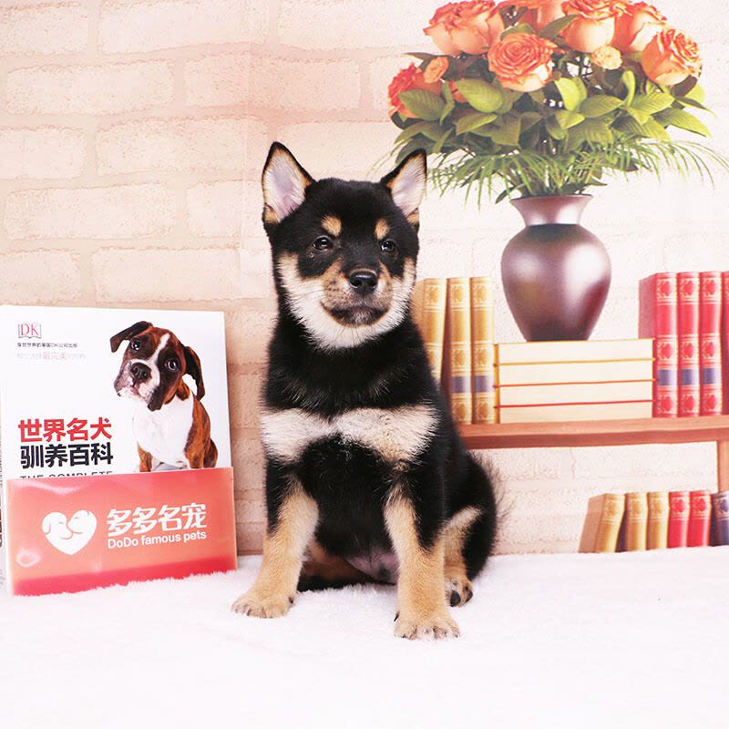 多多名宠柴犬幼犬宠物狗狗柴犬幼崽日本柴犬黑色柴犬宠物级血统级DNA鉴定中小型犬图片