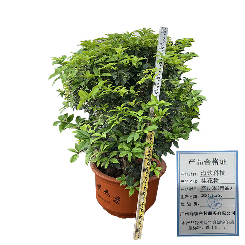 海铁科技桂花树高1.5M(带盆)/棵高清大图