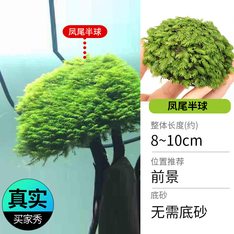 鱼缸造景莫斯沉木水榕无土植物懒人增氧真水草趴地矮珍珠陀草