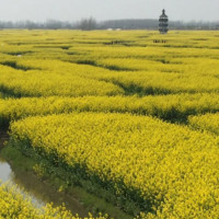 兴化千垛油菜花风景区含游船