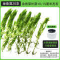 金鱼藻蜈蚣草水草植物绿菊鱼缸造景水培真草养鱼草缸绿植净水新草 均码 金鱼藻20支送沉底环2个送圆心萍