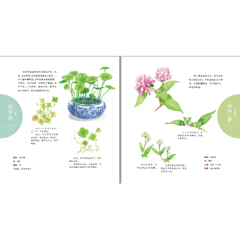 正版新书]水生植物乐园高颖9787557852566高清大图
