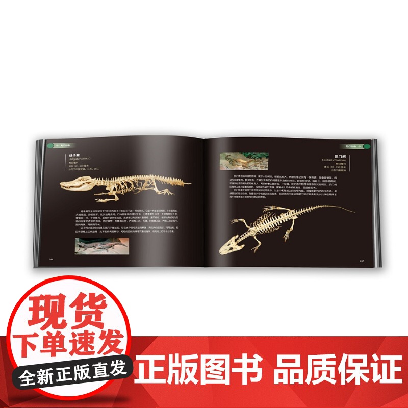 生命的支撑 动物骨骼的奇妙探索 李湘涛 动物骨骼自然科学类科普读物 再现脊椎动物演化历程 上海科学技术出版社高清大图