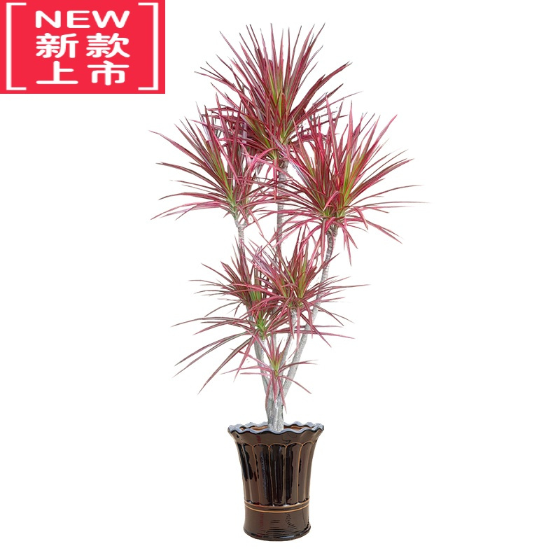 yicheng七彩铁五彩千年木盆栽 三色龙血树 红竹观叶植