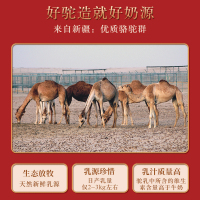 斯可莱 骆驼奶粉益生菌驼奶粉儿童中老年成人驼奶正品 成人奶粉