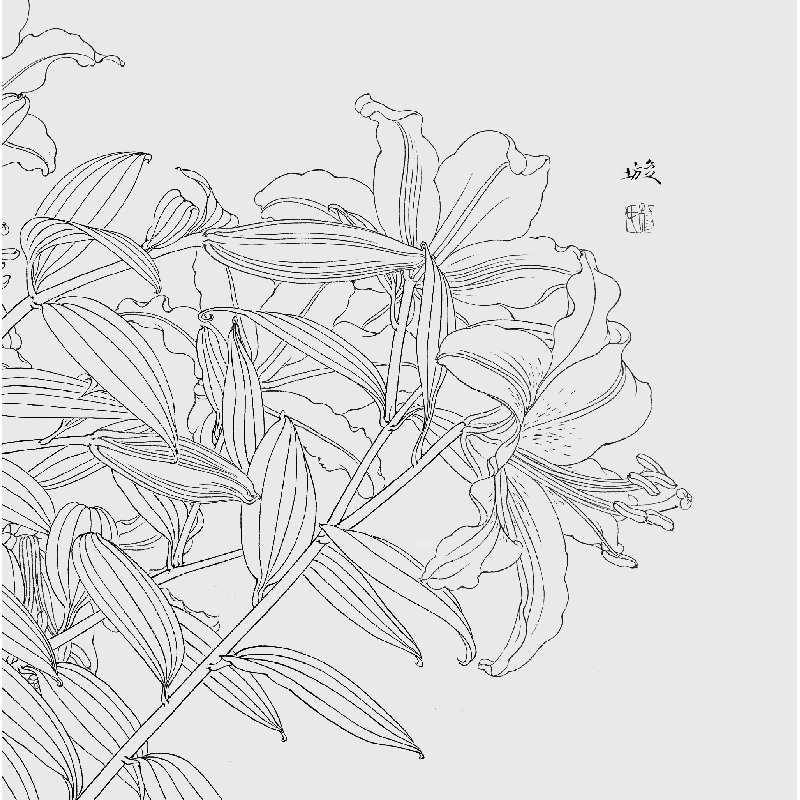 醉染图书百花百扇——花卉白描技法与赏析9787539343679高清大图