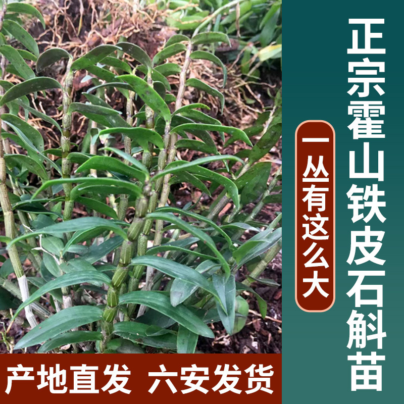 铁皮石斛苗3丛盆栽室内 林下办公室野外种植食用清仓植物石斛绿植