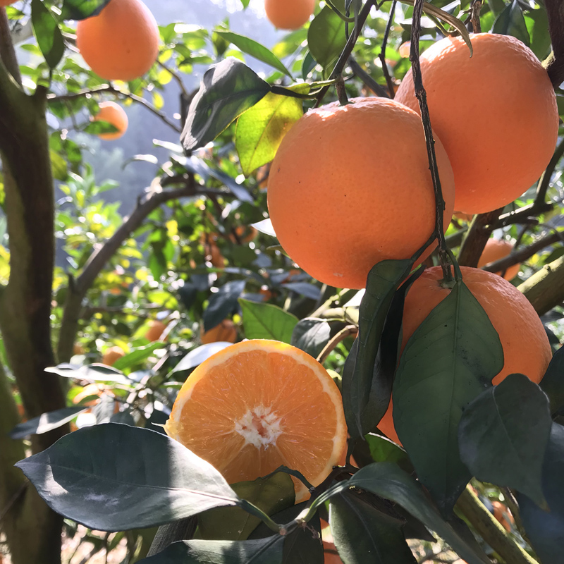 [鲜贝达]顺丰赣州脐橙[一级果]带箱10斤大果[净重9斤][80-85mm]VC高清大图