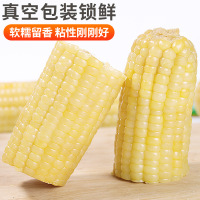 【西沛生鲜】新鲜白糯玉米 8根 单根260-350g 黏玉米甜糯玉米袋装粘玉米黄糯玉米现摘