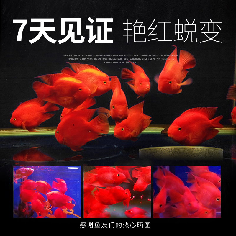 血鹦鹉鱼饲料增红增艳鱼食热带鱼发财鱼招财鱼增色小颗粒鱼粮高清大图