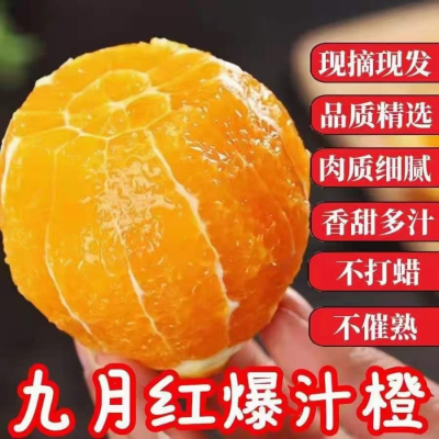 三峡秭归脐橙 中国脐橙之乡 九月红爆汁橙整箱5斤 大果70MM+ （表皮略有瑕疵，不影响口感，介意者勿拍）