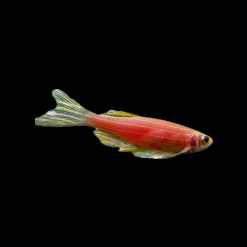 多彩斑马鱼灯科淡水小型活体观赏鱼红蓝青金黄斑马鱼好看耐活易养 红斑马10条