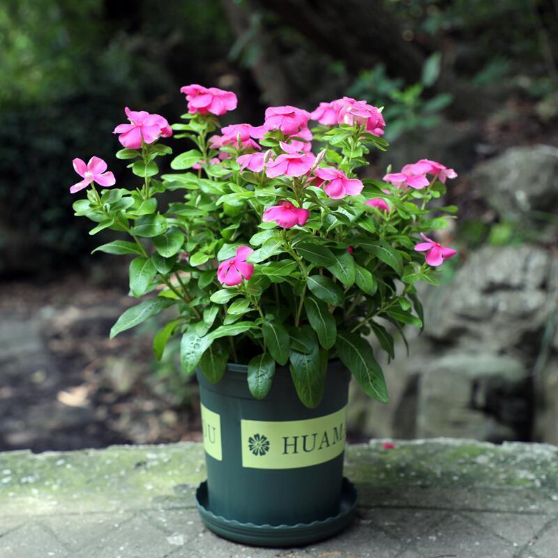 长春花盆栽带花阳台花卉四季开花不断观花植物净化空气绿植长春花带盆