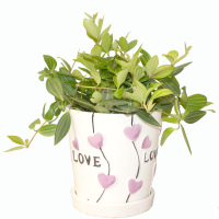 钻石翡翠/白脉椒草叶片会变色攀援类盆栽绿植垂吊花卉可叶插分盆耐干好养易过冬适合帮办公书房厨房窗户旁茶几玄关