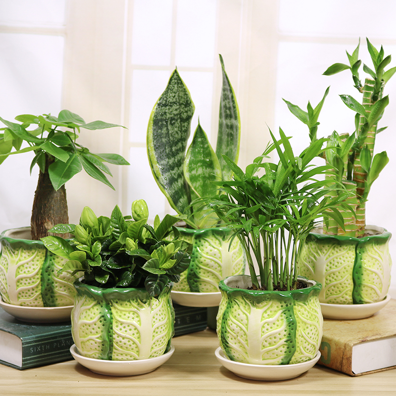 富贵竹盆栽栀子花植物室内财树金钱树绿植办公室盆栽金边虎皮兰