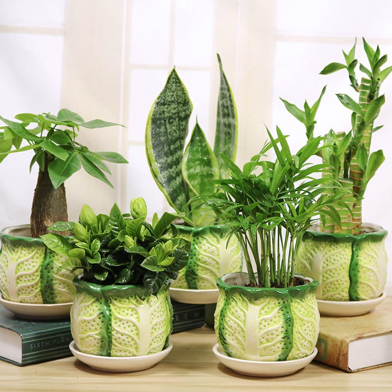 盆栽鉢　竹峰 中古】盆栽鉢 竹峯 小型 長辺 約12.5cm 長方鉢 縁付 雲足 染付