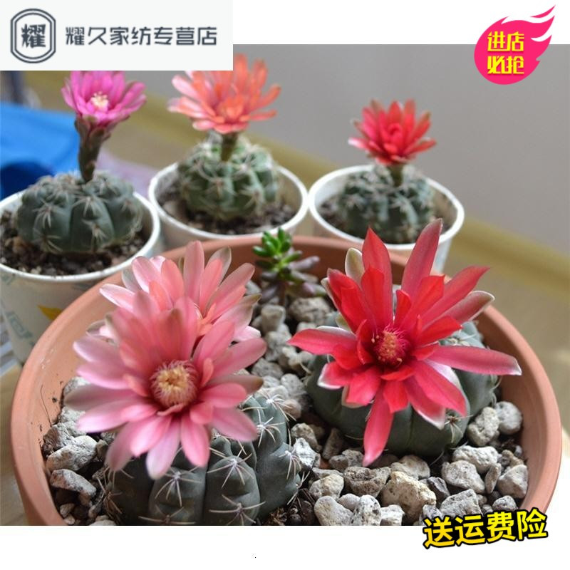 多肉植物仙人球绯花玉 会开花的仙人球绯花玉 防辐射花卉绿植(请先与客服确认再下单)