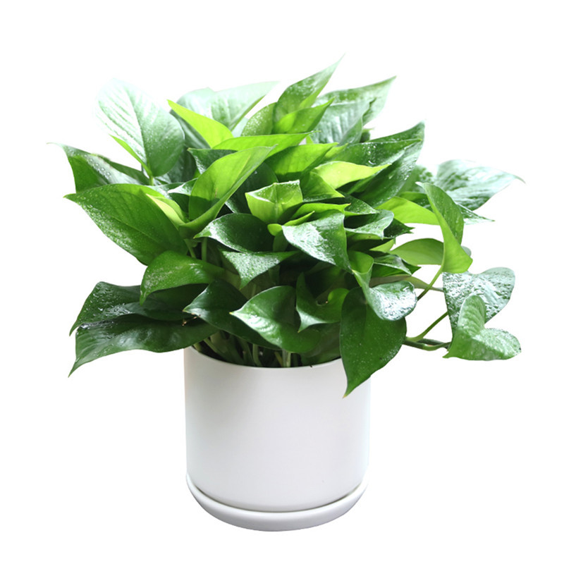 办公空间绿植花卉摆租小绿萝株高2030cm