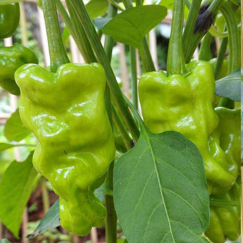 15kg3斤云南新鲜皱皮青辣椒虎皮辣椒薄皮圆椒野菌配料