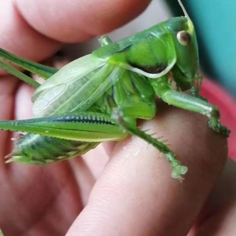 绿蝈蝈1个蝈蝈活体绿蝈蝈天津蓟县野生翠绿蝈蝈包活伤亡退全款