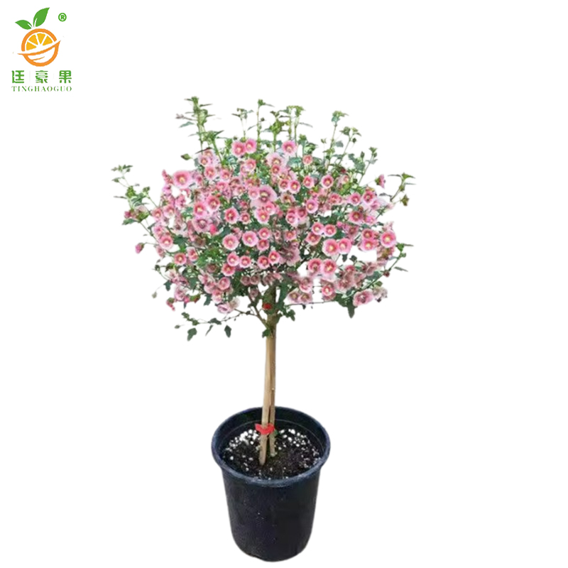 廷豪果 木槿 冠幅80cm /棵高清大图