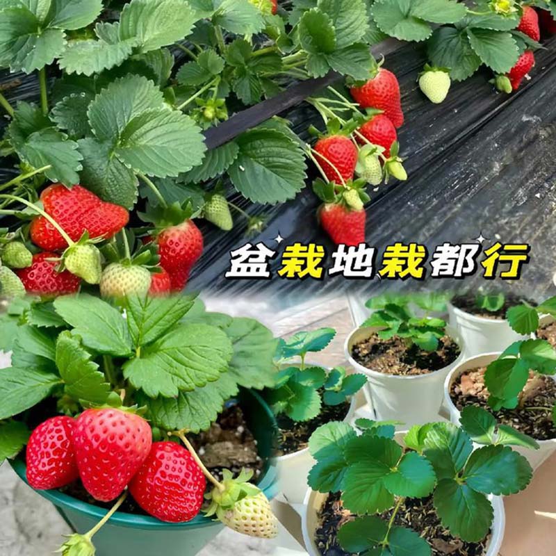 草莓苗 品种:巧克力高清大图
