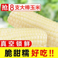德伟东北白糯玉米8根 非转基因杂粮鲜食粘糯玉米棒