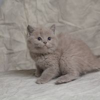 英国蓝猫 英国短毛猫蓝猫 纯种蓝猫幼崽 猫咪幼猫