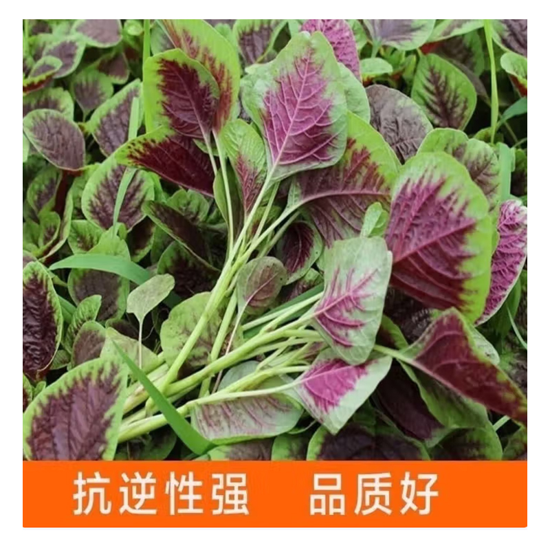 红苋菜种子 圆叶高清大图