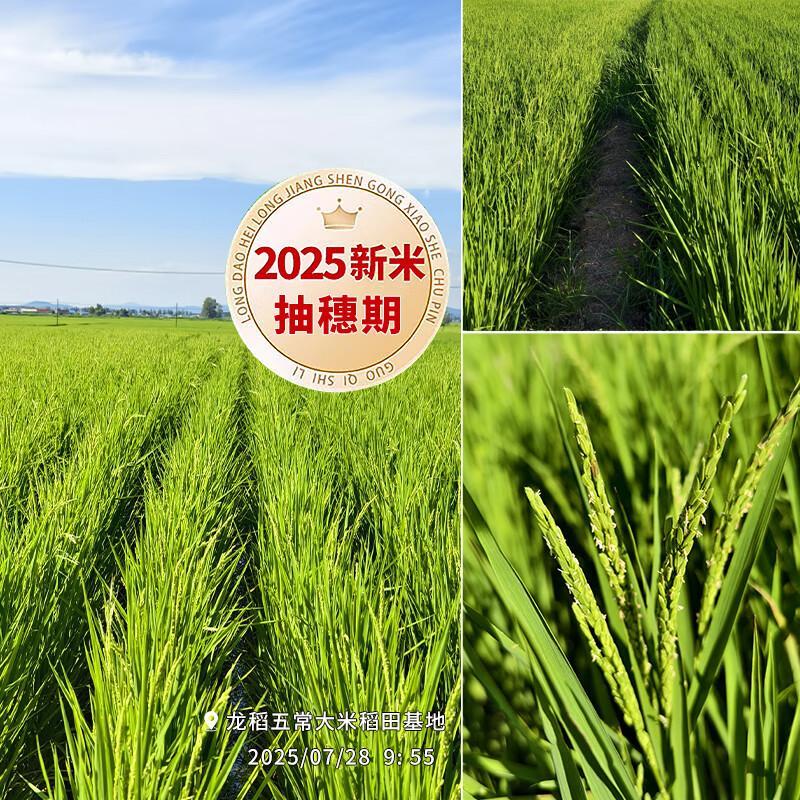 龙稻当季新米[绿色五常大米]稻花香2号东北香米正宗长粒香家庭装10斤