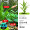 鱼缸造景莫斯沉木水榕无土植物懒人增氧真水草趴地矮珍珠陀草